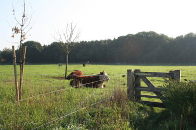 Konferieren