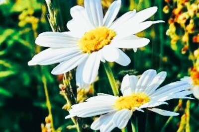 Hooiberg::10-16 personen